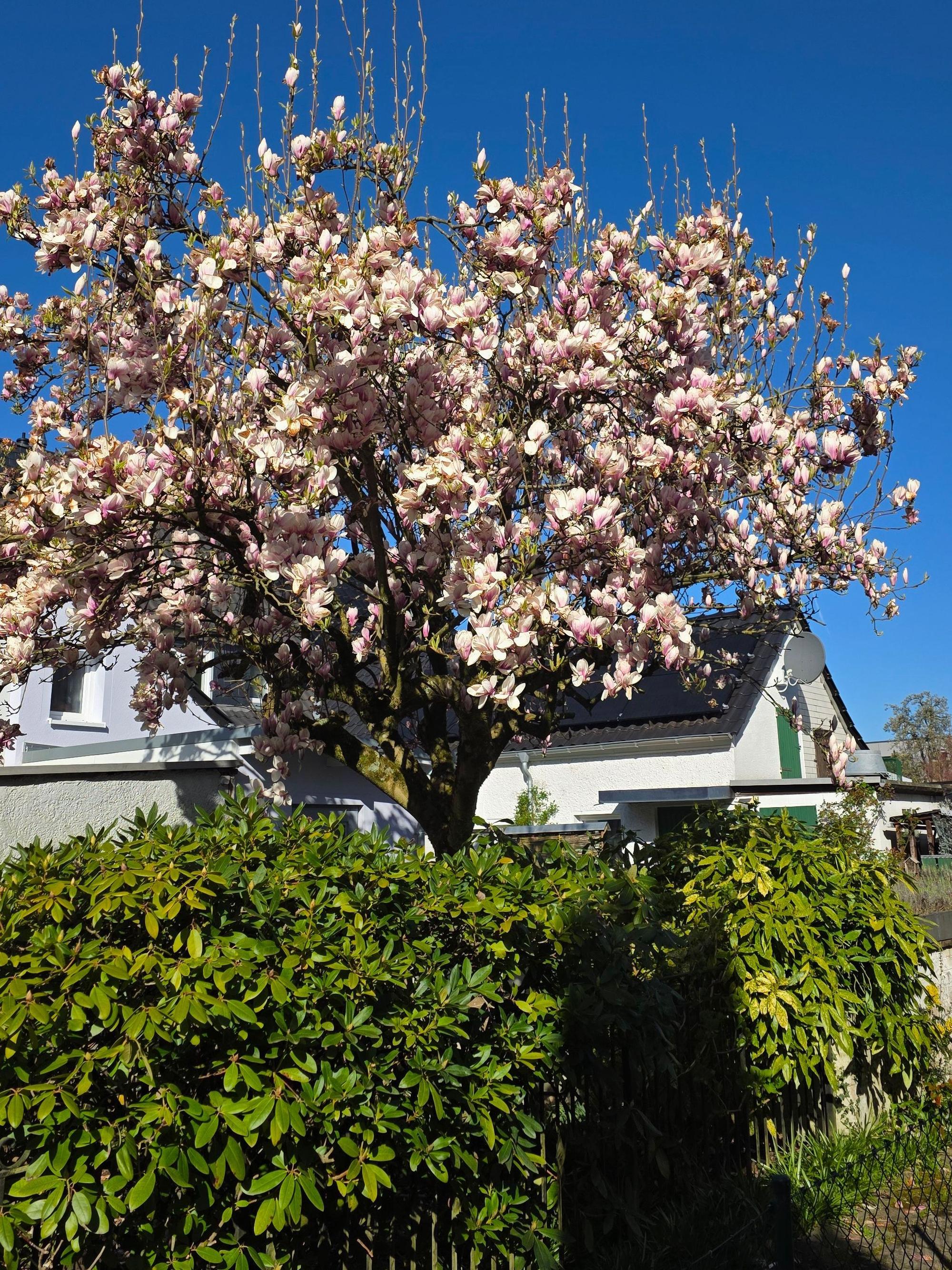 Ein Baum blüht in Moitzfeld.