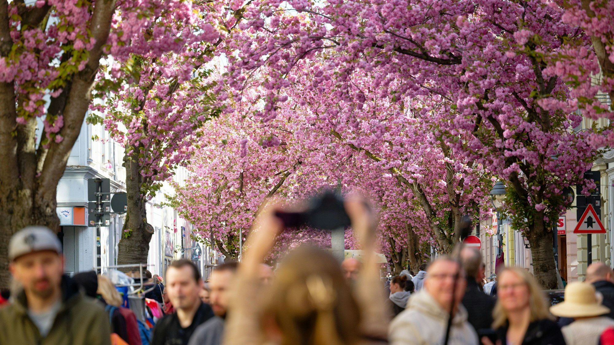 dpatopbilder - 11.04.2026, Nordrhein-Westfalen, Bonn: Besucher genießen die leuchtenden Kirschblüten und den Flohmarkt in der Bonner Altstadt. Foto: Henning Kaiser/dpa +++ dpa-Bildfunk +++