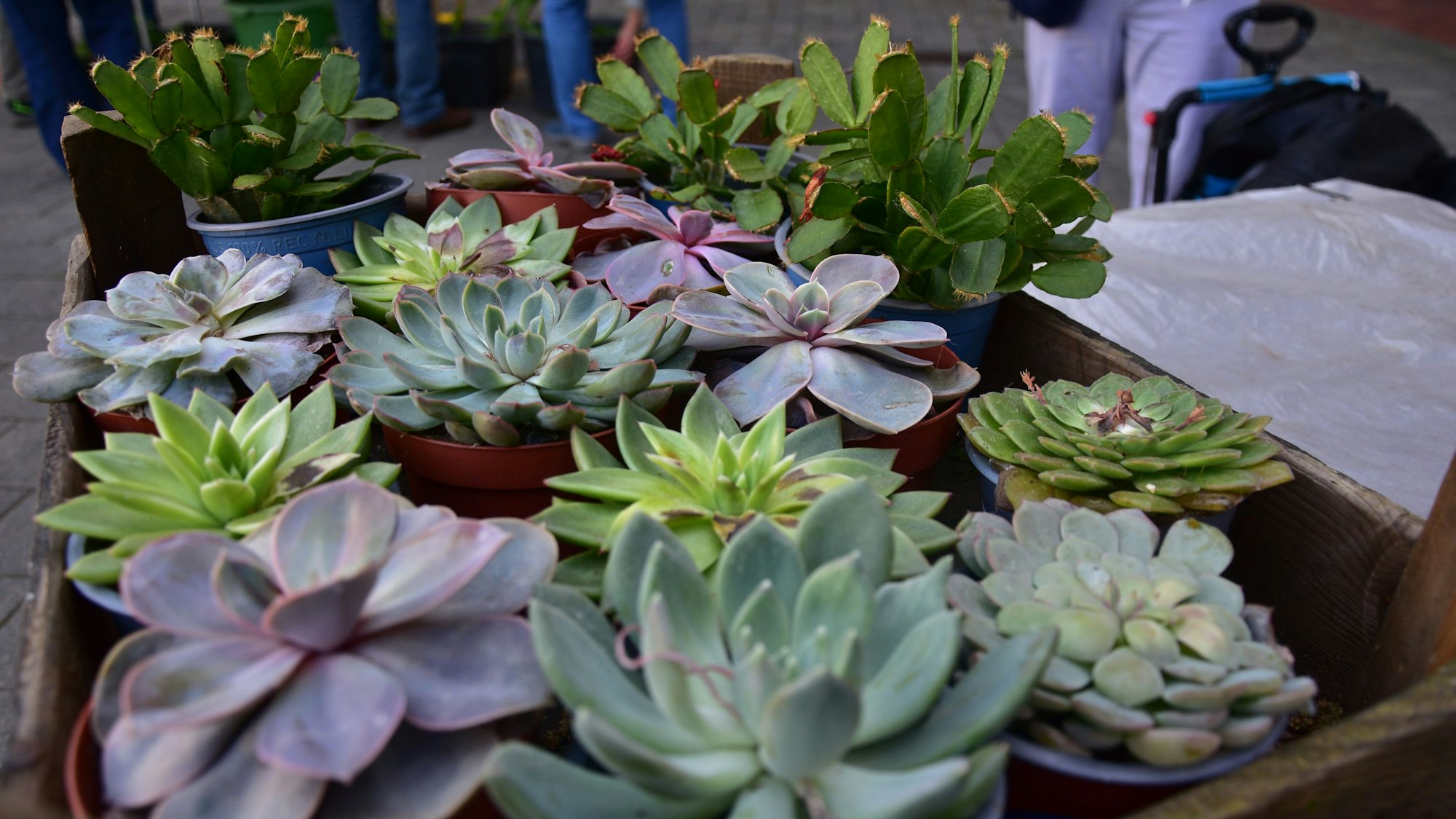 Sehr beliebt, weil sie so pflegeleicht sind: Echeverien