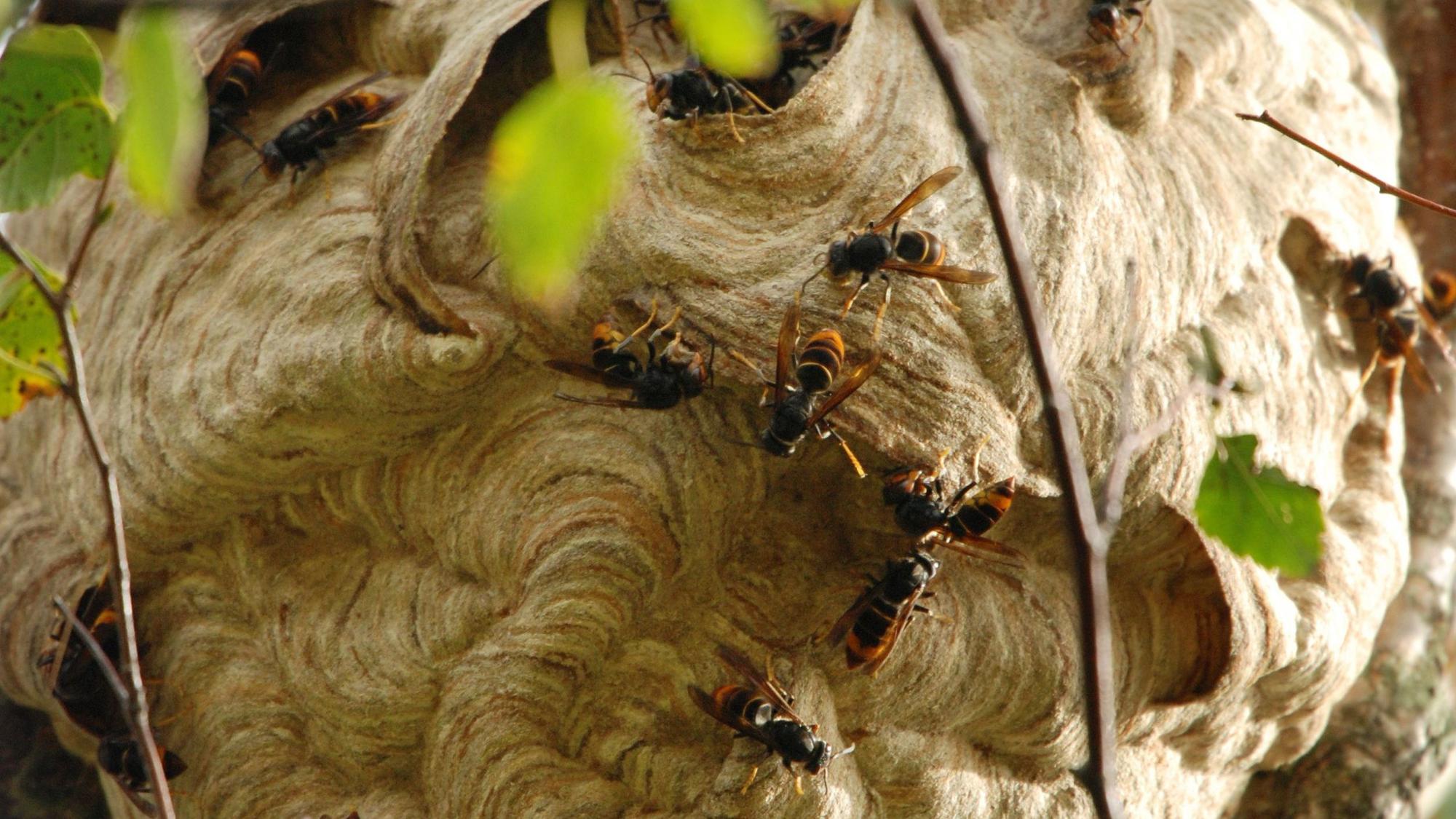 Ein Nest von Asiatischen Hornissen an einer Birke.