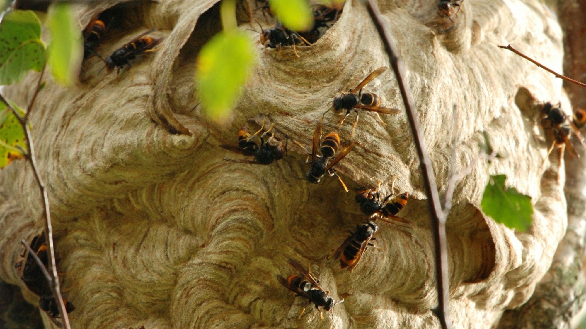 Ein Nest von Asiatischen Hornissen an einer Birke.