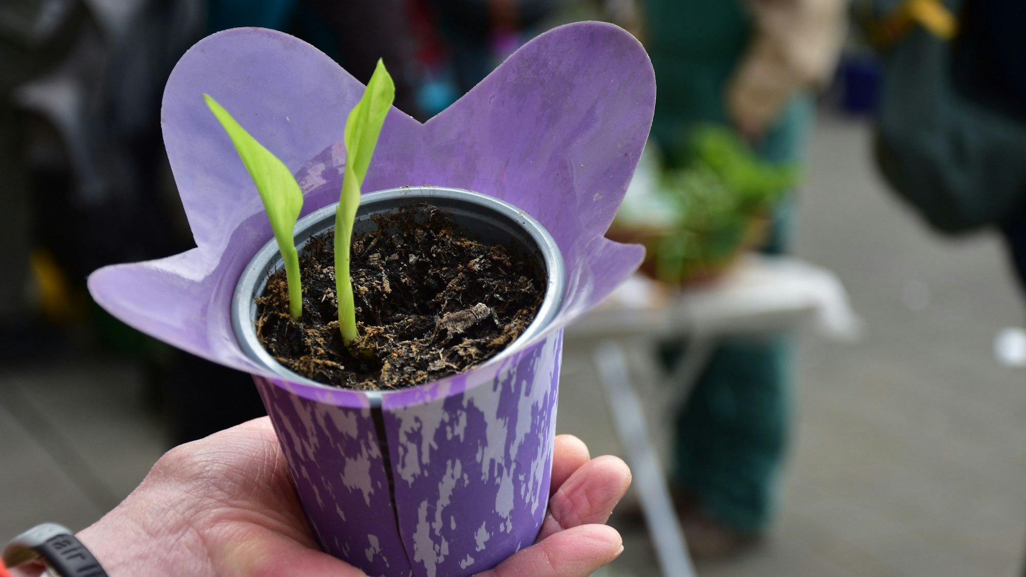 Eine junge Kurkuma-Pflanze: Angelika aus Köln will ausprobieren, ob sie das indische Gewürz auch hierzulande gewinnen kann.