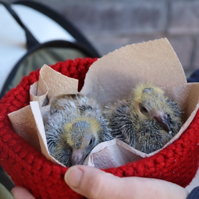 Zwei Taubenküken sitzen in einer roten Mütze.