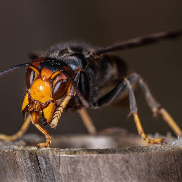 Ein Räuber der Tierwelt: Die Asiatische Hornisse bedroht den Bienenbestand in NRW.