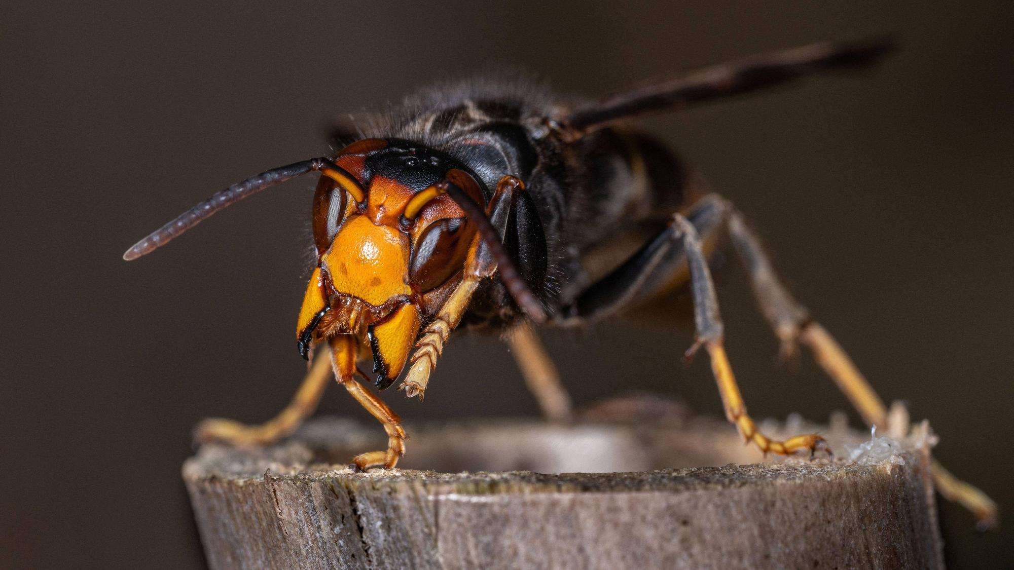 Ein Räuber der Tierwelt: Die Asiatische Hornisse bedroht den Bienenbestand in NRW.