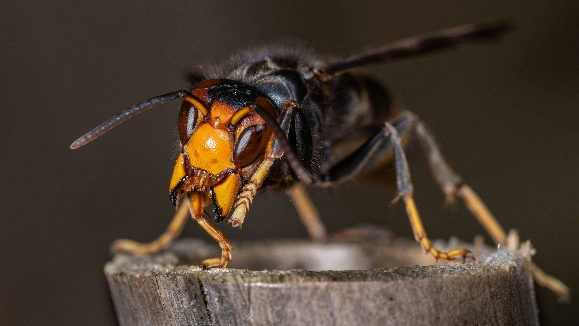 Ein Räuber der Tierwelt: Die Asiatische Hornisse bedroht den Bienenbestand in NRW.