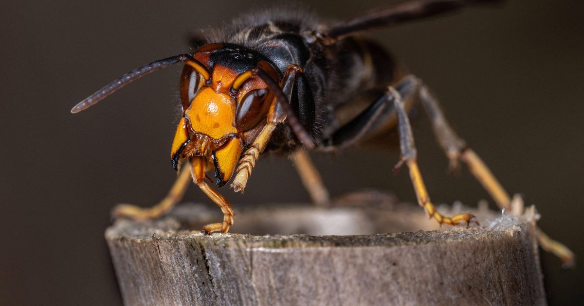 Invasion im Vorgarten: Wie die Asiatische Hornisse das Rheinland erobert
