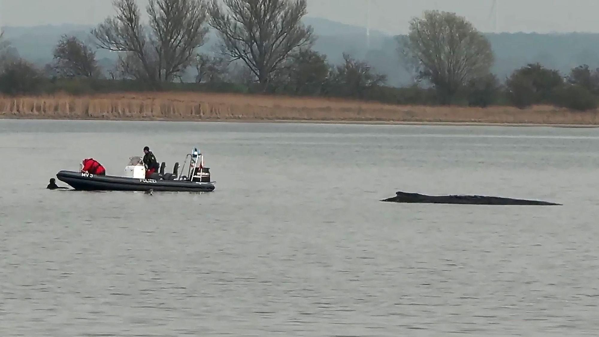 In der Nähe des gestrandeten Buckelwals (r) holt die Polizei am Abend eine Schwimmerin (l) aus dem Wasser. Sie sei nach derzeitigen Erkenntnissen zuvor von einer Fähre in die Ostsee gesprungen, wie eine Polizeisprecherin mitteilte. Die Frau habe einen Neoprenanzug getragen.