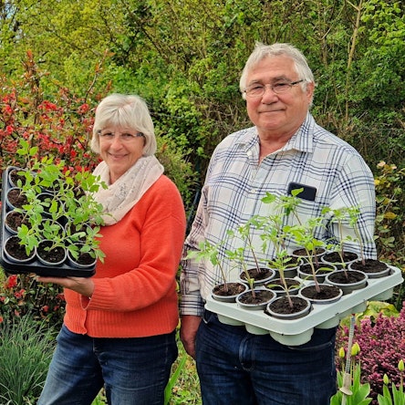 Rosemarie und Günter Stadtfeld haben sich wieder viel Mühe mit der Anzucht von insgesamt 3400 Tomatenpflanzen gemacht.