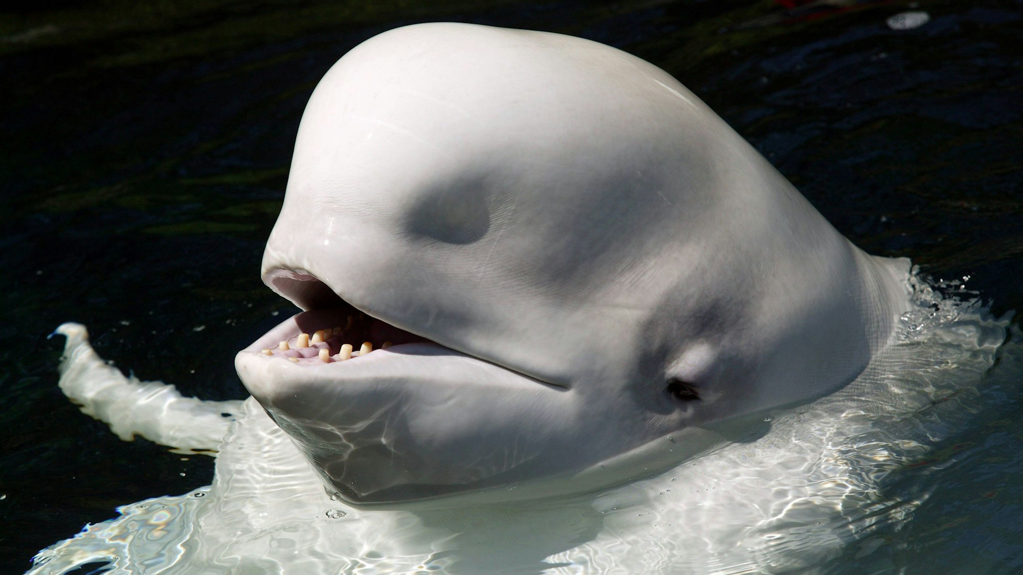 Der auch Weißwal genannte Meeressäuger in einer Nahaufnahme.