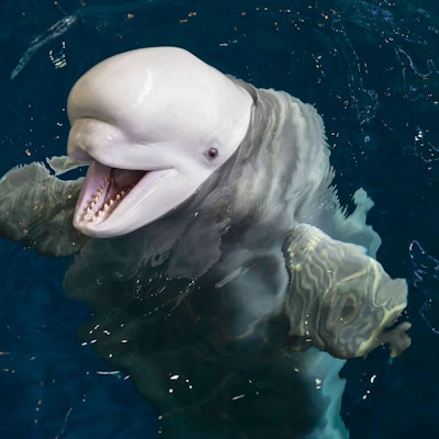 Ein weißer Belugawal schaut aus dem Wasser.