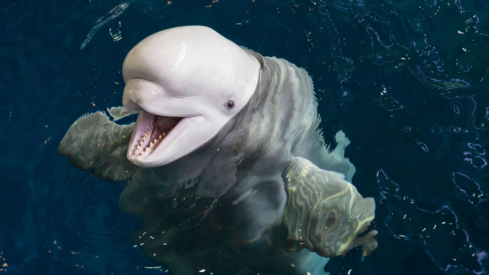Ein weißer Belugawal schaut aus dem Wasser.