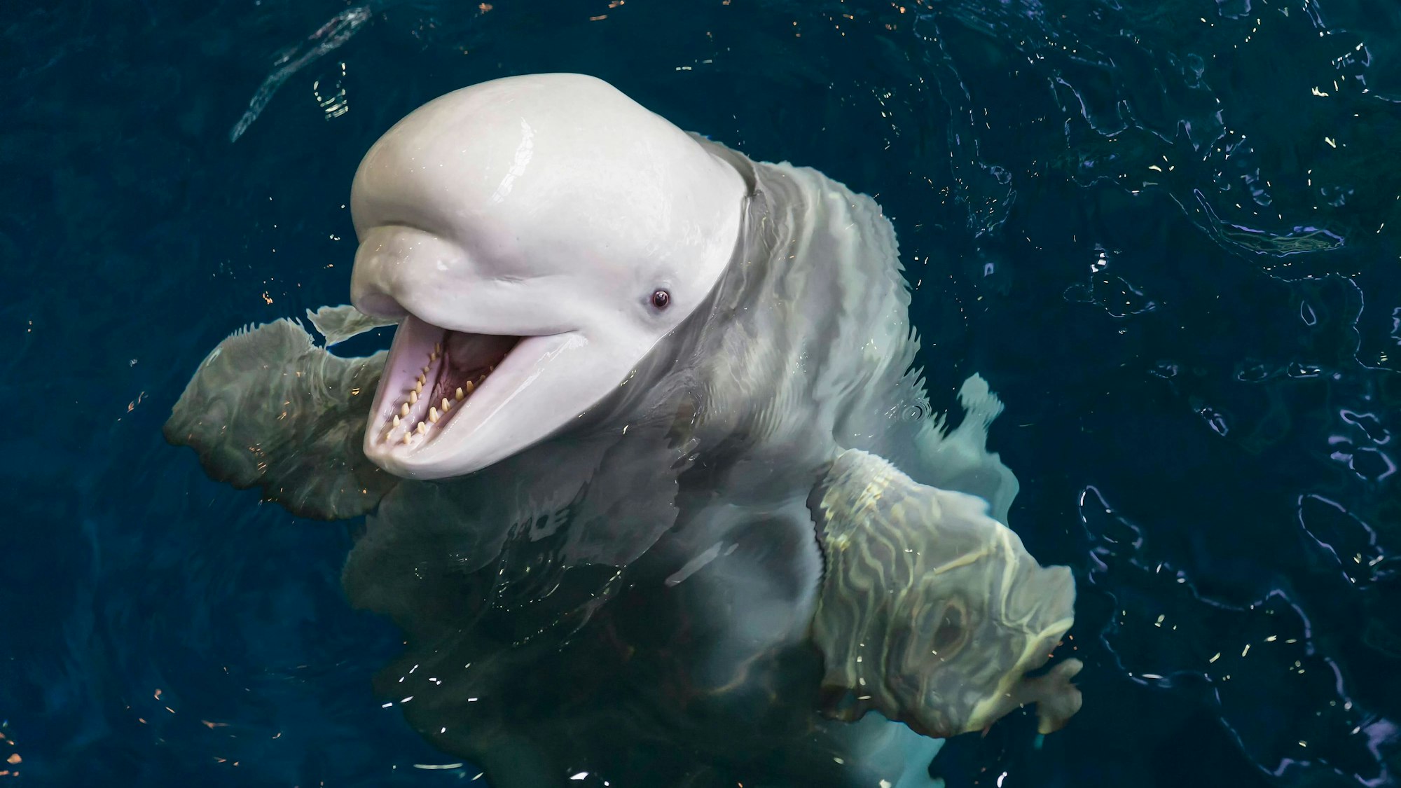 Ein weißer Belugawal schaut aus dem Wasser.