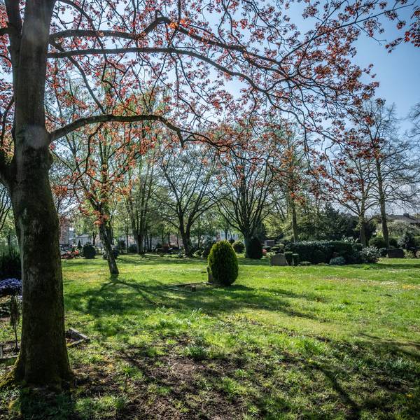 Friedhof Manfort: Feld 22 soll zu einem begräbnisfeld mit großen Bäumen umgestaltet werden. Bild: Ralf Krieger