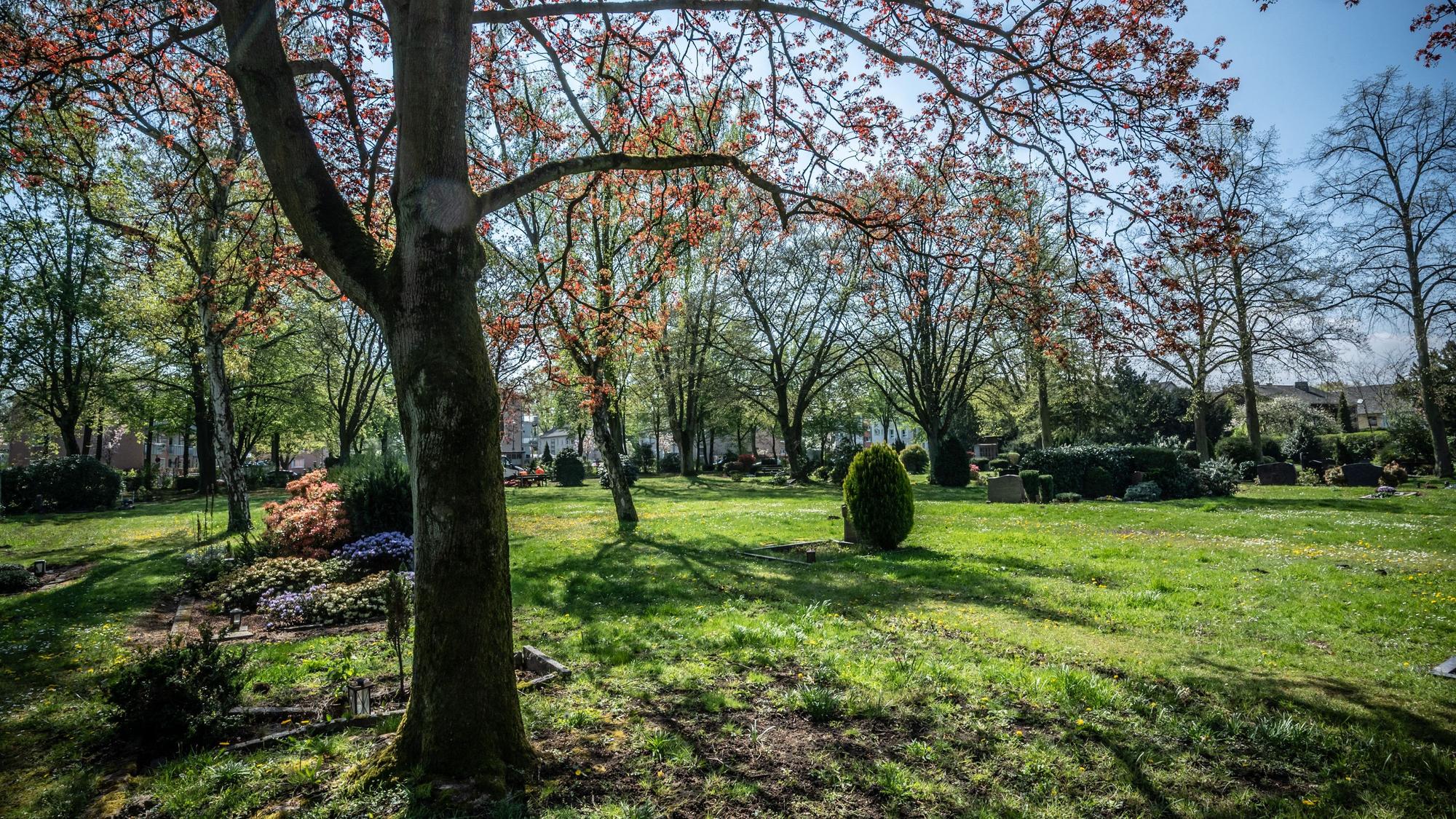 Friedhof Manfort: Feld 22 soll zu einem begräbnisfeld mit großen Bäumen umgestaltet werden. Bild: Ralf Krieger