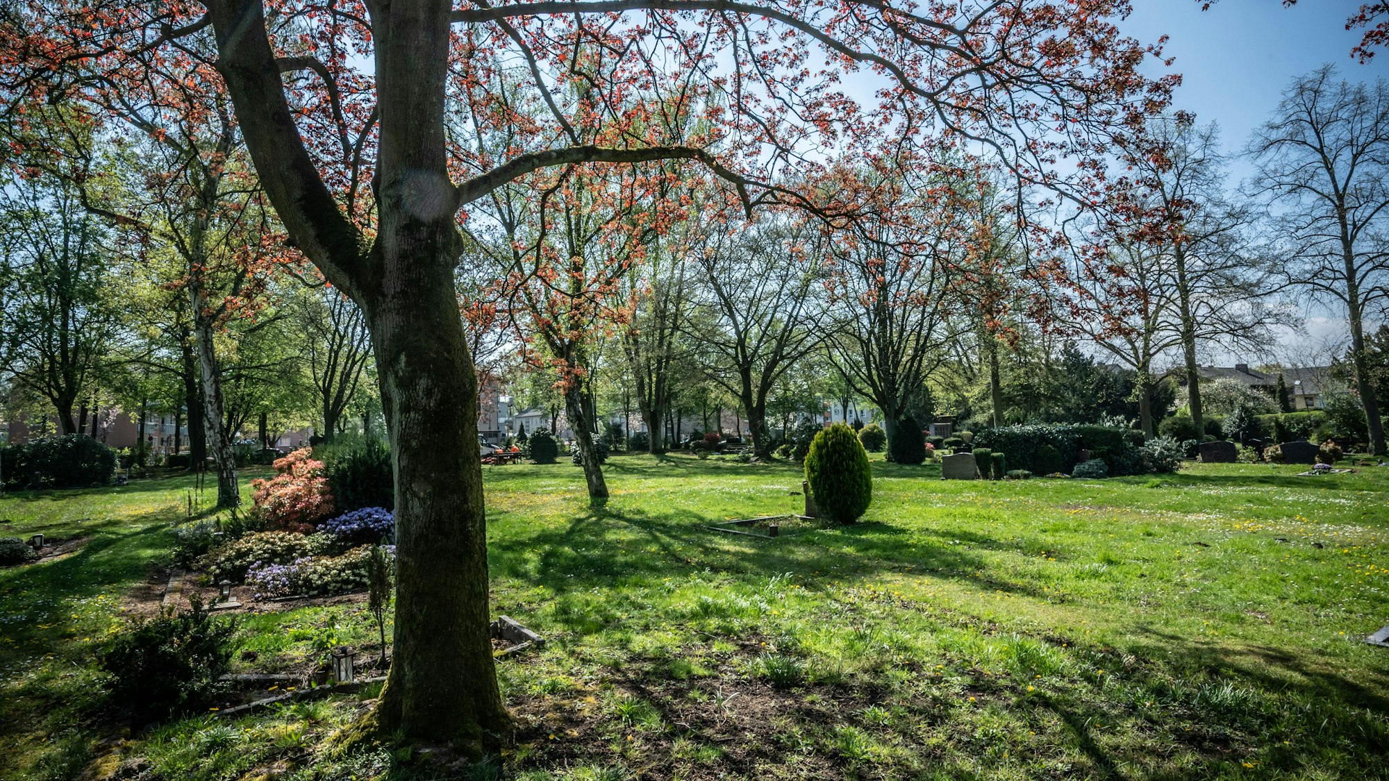 Friedhof Manfort: Feld 22 soll zu einem begräbnisfeld mit großen Bäumen umgestaltet werden. Bild: Ralf Krieger