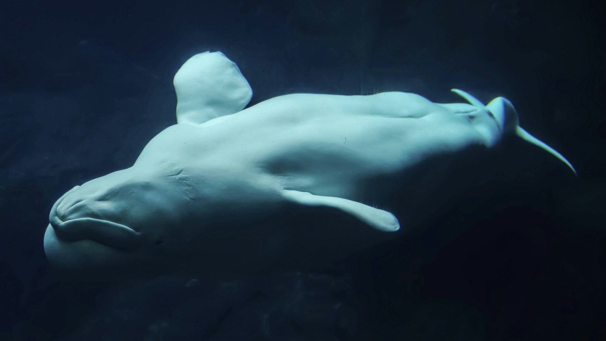 Belugawal im Meer.