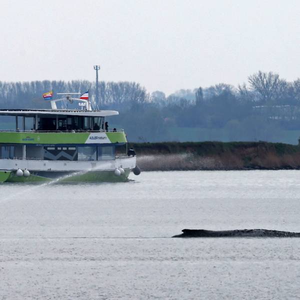 Ein Fahrgastschiff fährt am Mittwoch in Sichtweite des gestrandeten Buckelwals vorbei, zuvor wurde es von Polizei eskortiert.