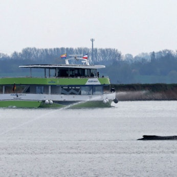 Ein Fahrgastschiff fährt am Mittwoch in Sichtweite des gestrandeten Buckelwals vorbei, zuvor wurde es von Polizei eskortiert.