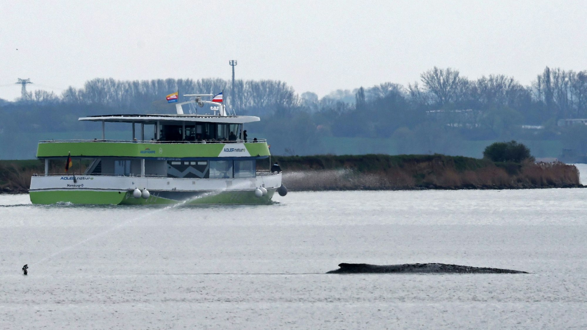 Ein Fahrgastschiff fährt am Mittwoch in Sichtweite des gestrandeten Buckelwals vorbei, zuvor wurde es von Polizei eskortiert.