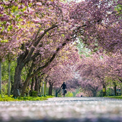 Blühende Kirschbäume am Aquarienweg in der Kleingartenanlage Kletterrose in Lindenthal. (Archivbild)