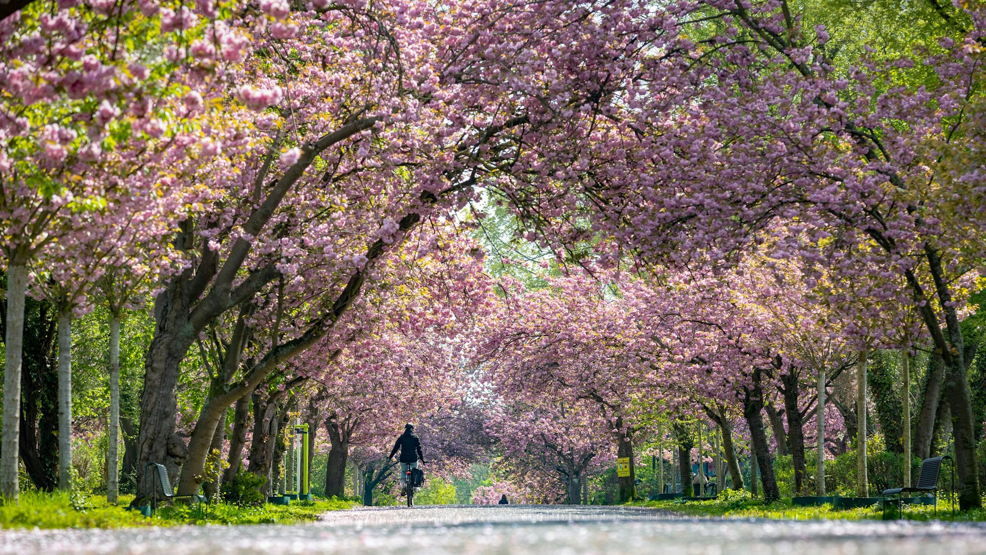 Blühende Kirschbäume am Aquarienweg in der Kleingartenanlage Kletterrose in Lindenthal. (Archivbild)