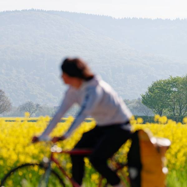 Eine Radfahrerin fährt an einem blühenden Rapsfeld vorbei.