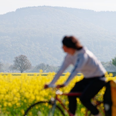 Eine Radfahrerin fährt an einem blühenden Rapsfeld vorbei.