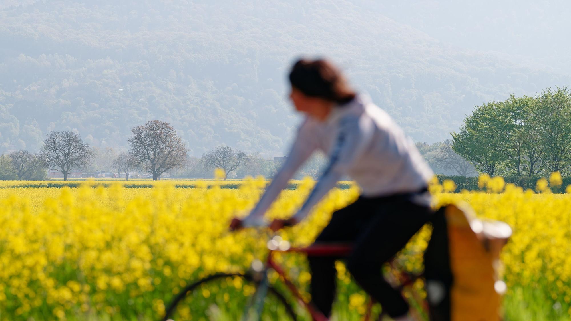 Eine Radfahrerin fährt an einem blühenden Rapsfeld vorbei.