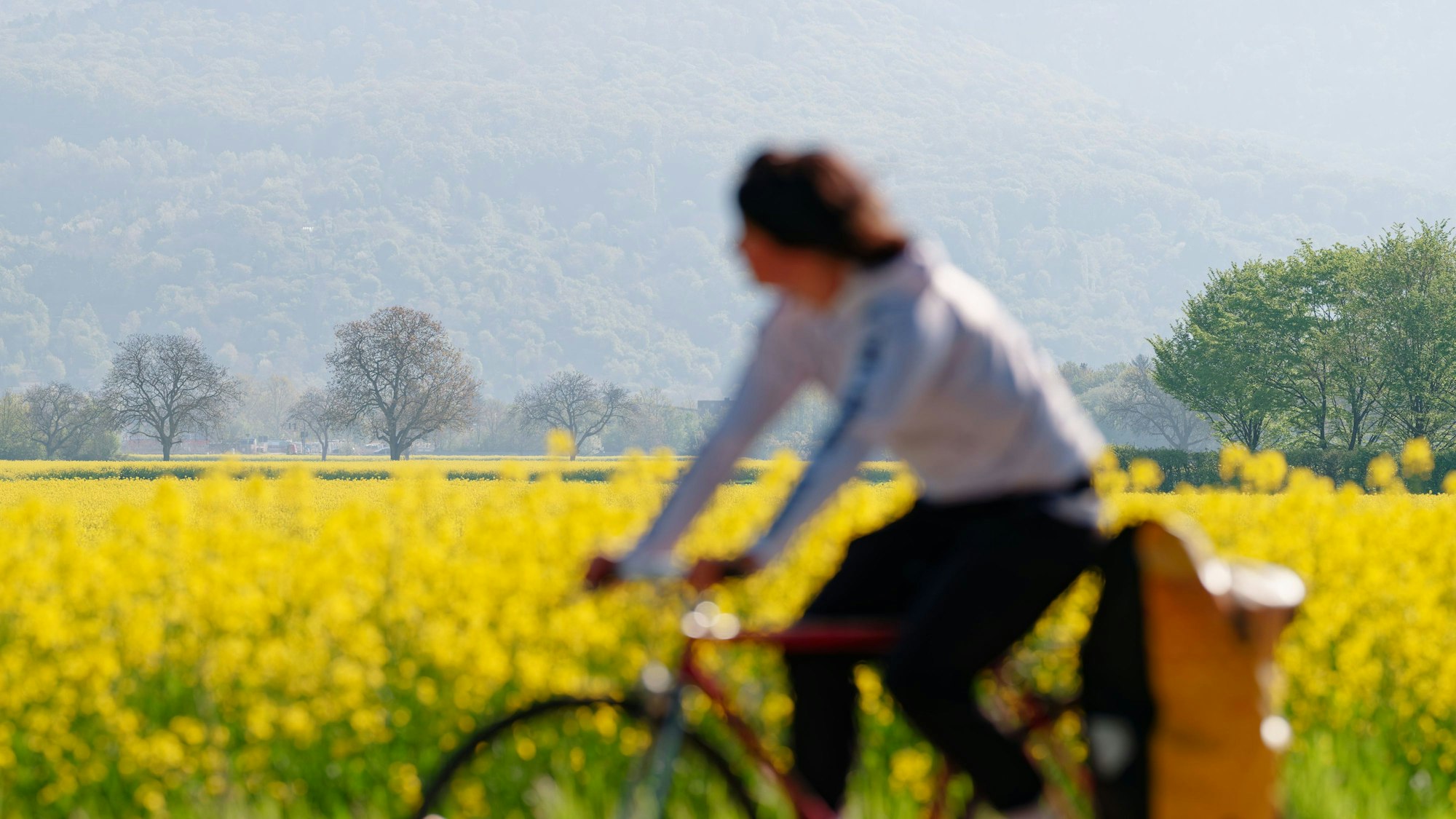 Eine Radfahrerin fährt an einem blühenden Rapsfeld vorbei.