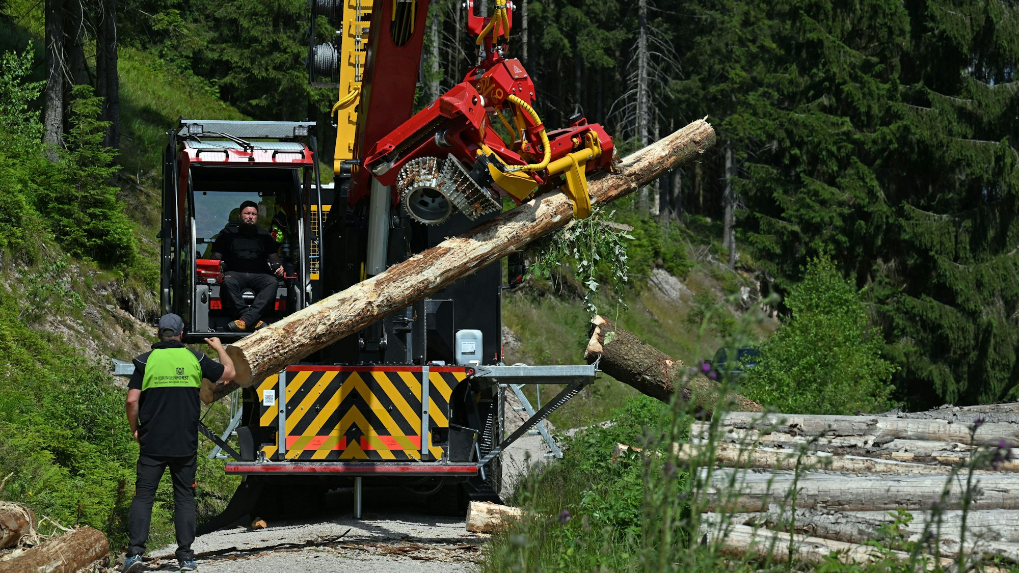 Ein Harvester fällt Bäume