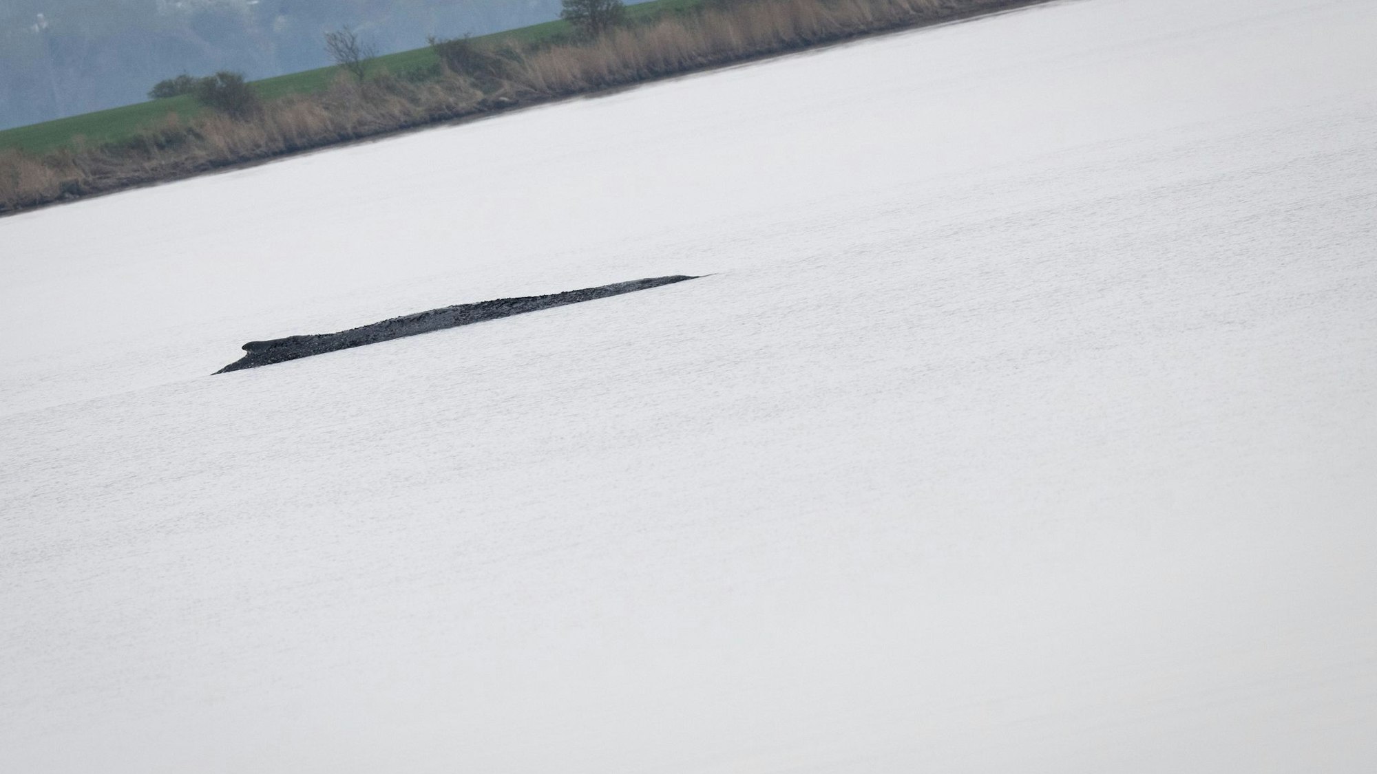 Buckelwal vor der Insel Poel