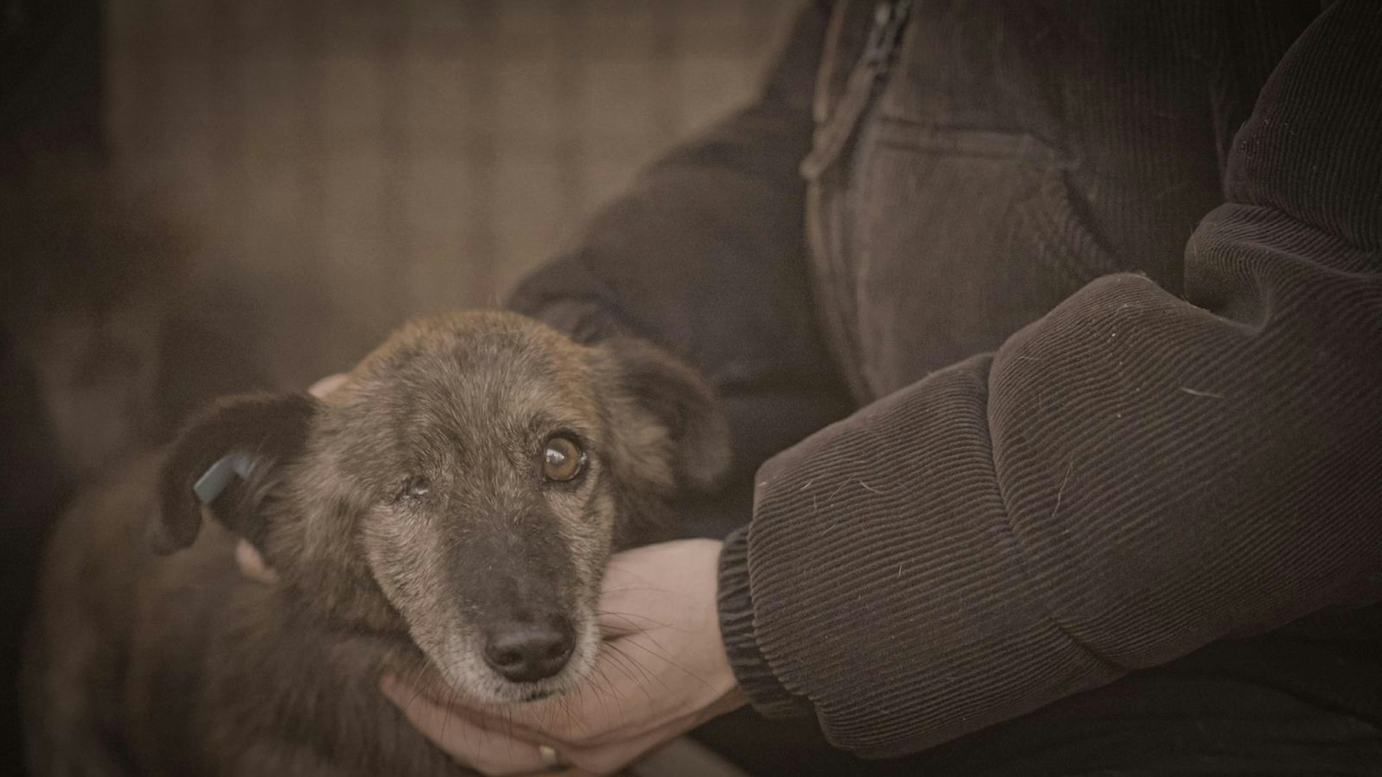 Bis zu 400 Euro werden in Rumänien für jedes gefangene Tier gezahlt. (Bild: Joyn)