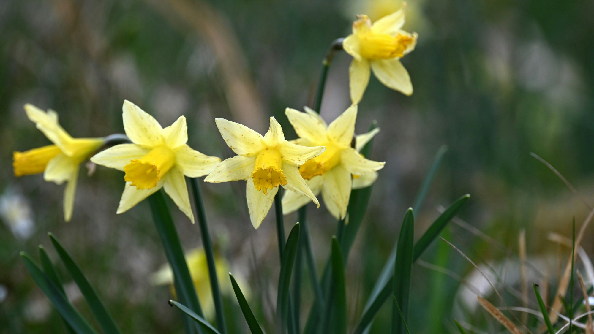 Wilde Narzissen blühen im Oleftal.