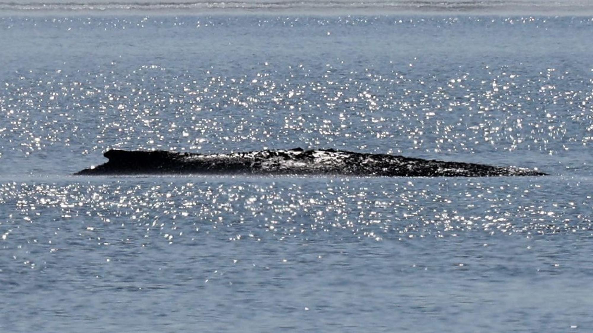 Der gestrandete Buckelwal liegt in einer Bucht der Ostseeinsel Poel.