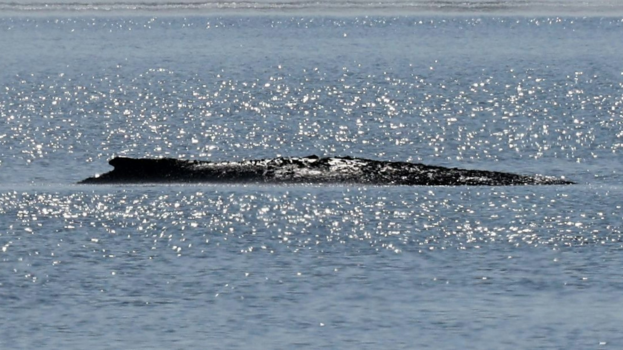 Der gestrandete Buckelwal liegt in einer Bucht der Ostseeinsel Poel.