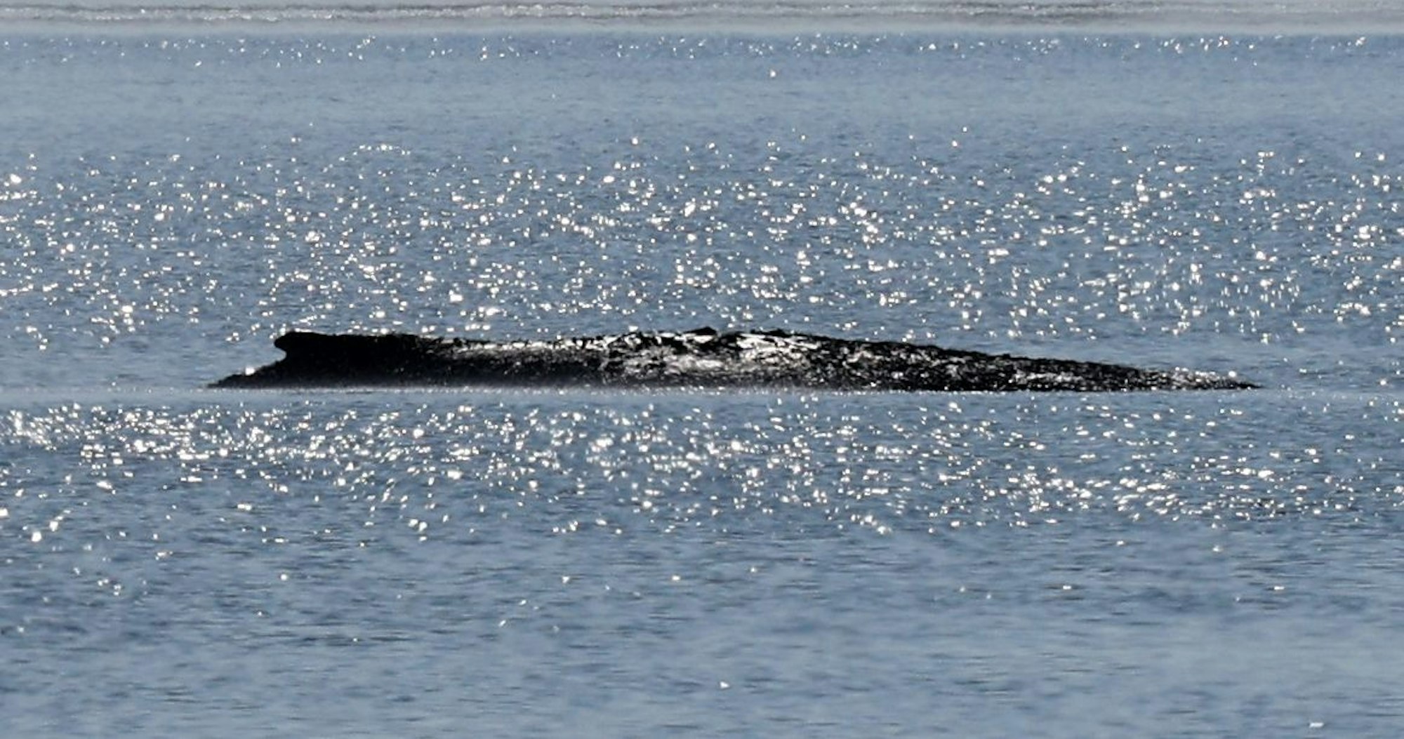 Der gestrandete Buckelwal liegt am Mittwoch in einer Bucht der Ostseeinsel Poel.