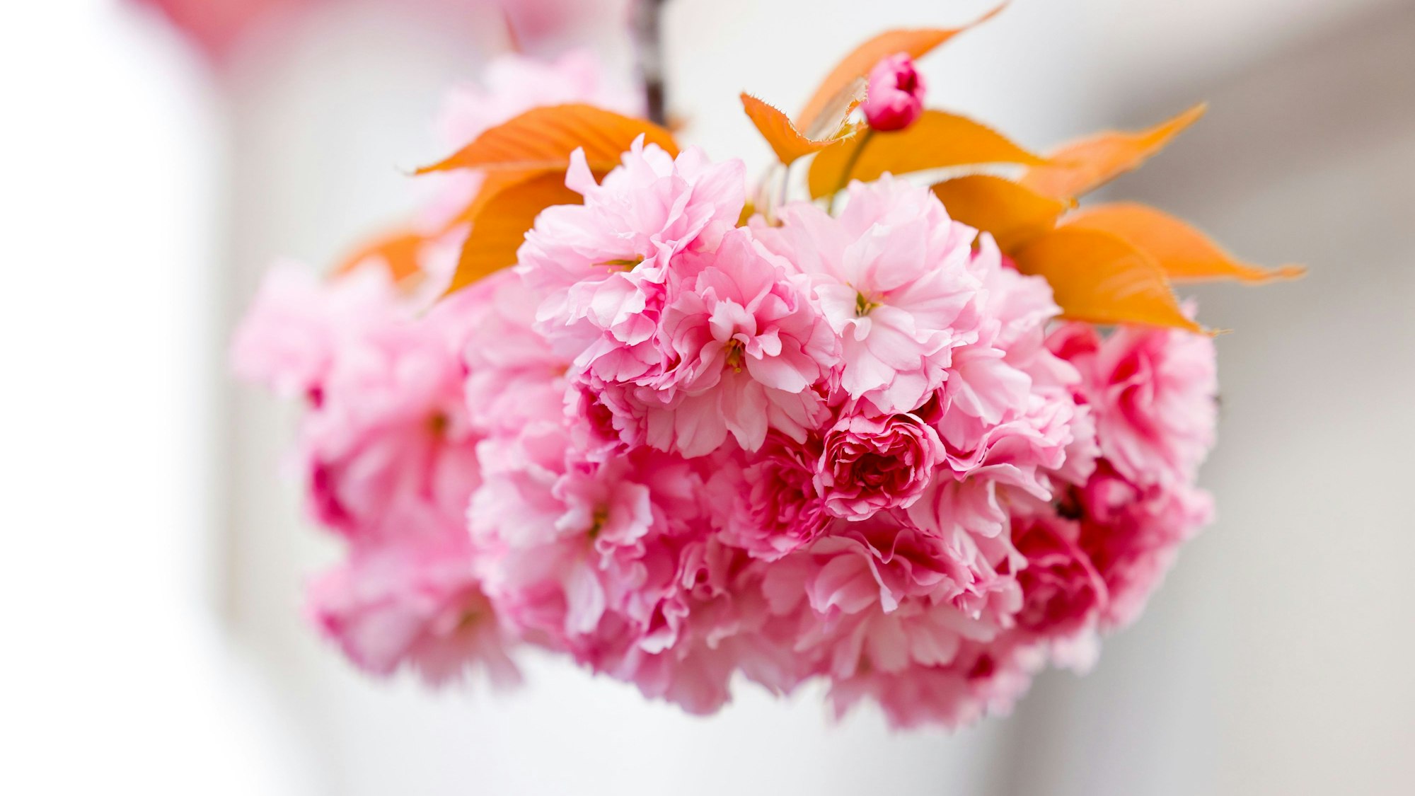 Kirschblüten blühen - eine Nahaufnahme.