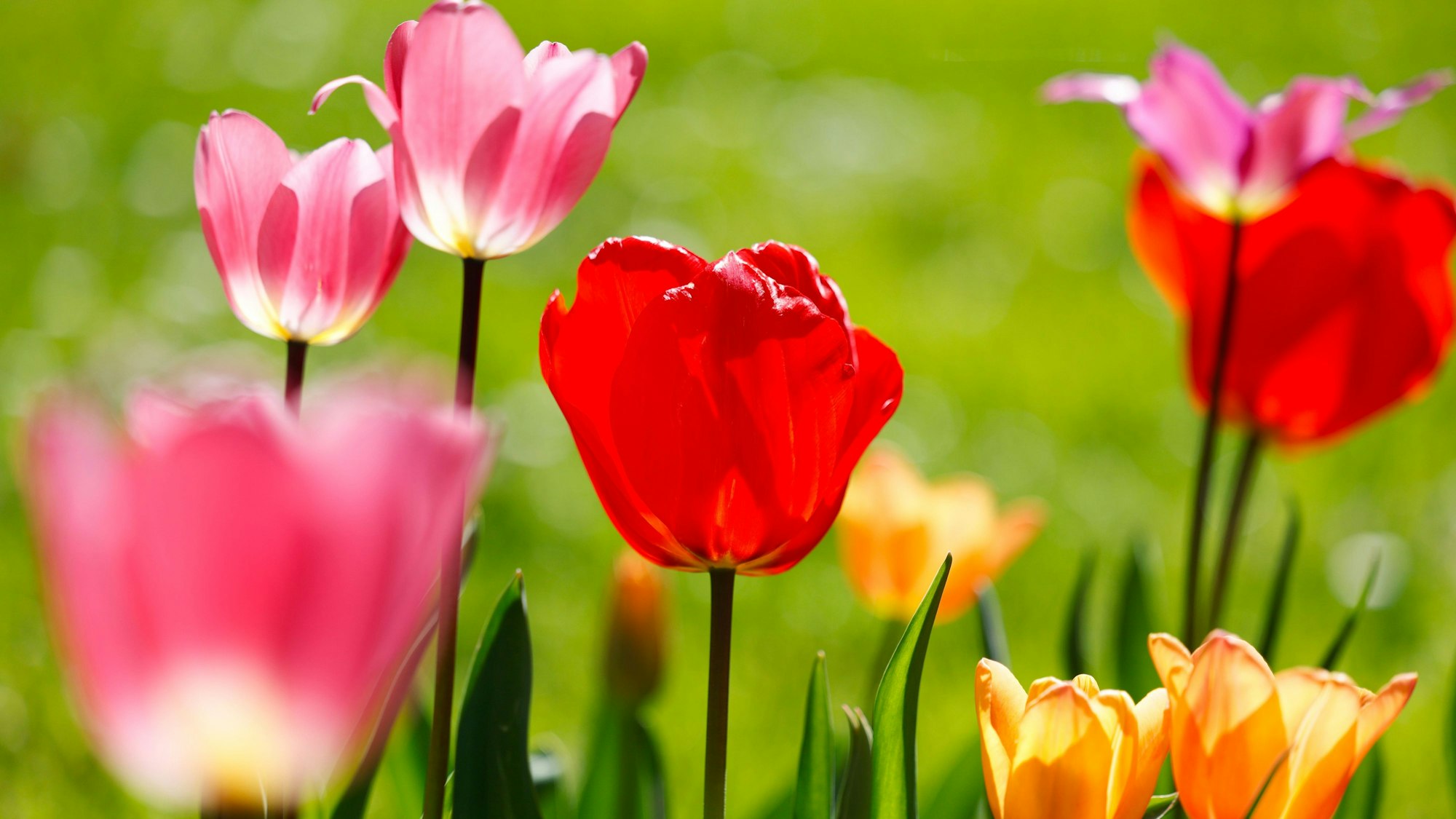 Farbenfroh blühen Tulpen im Frühling. (Symbolbild)