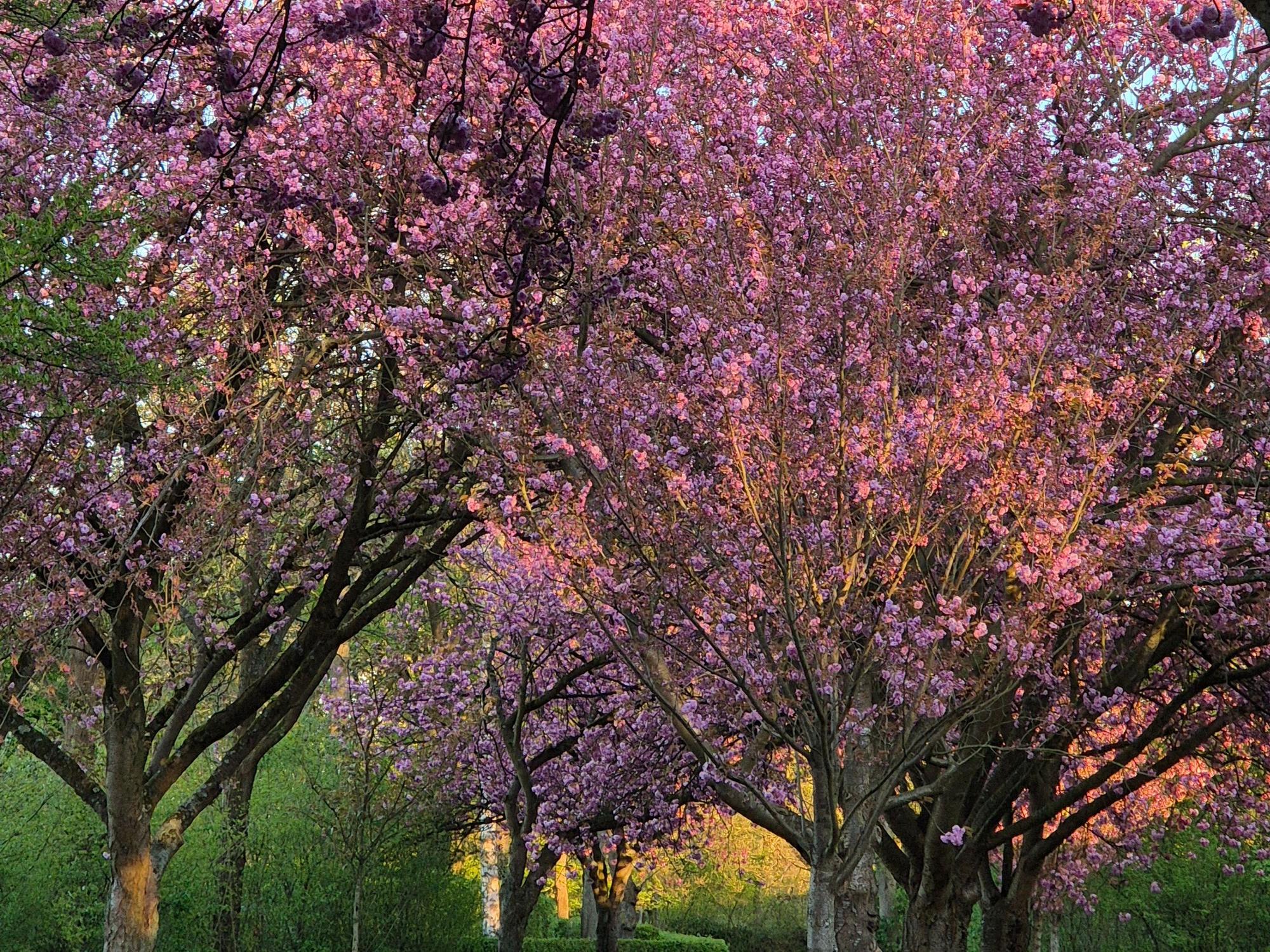 Kirschblüte in Chorweiler am Eingang der Kleingartenanlange.