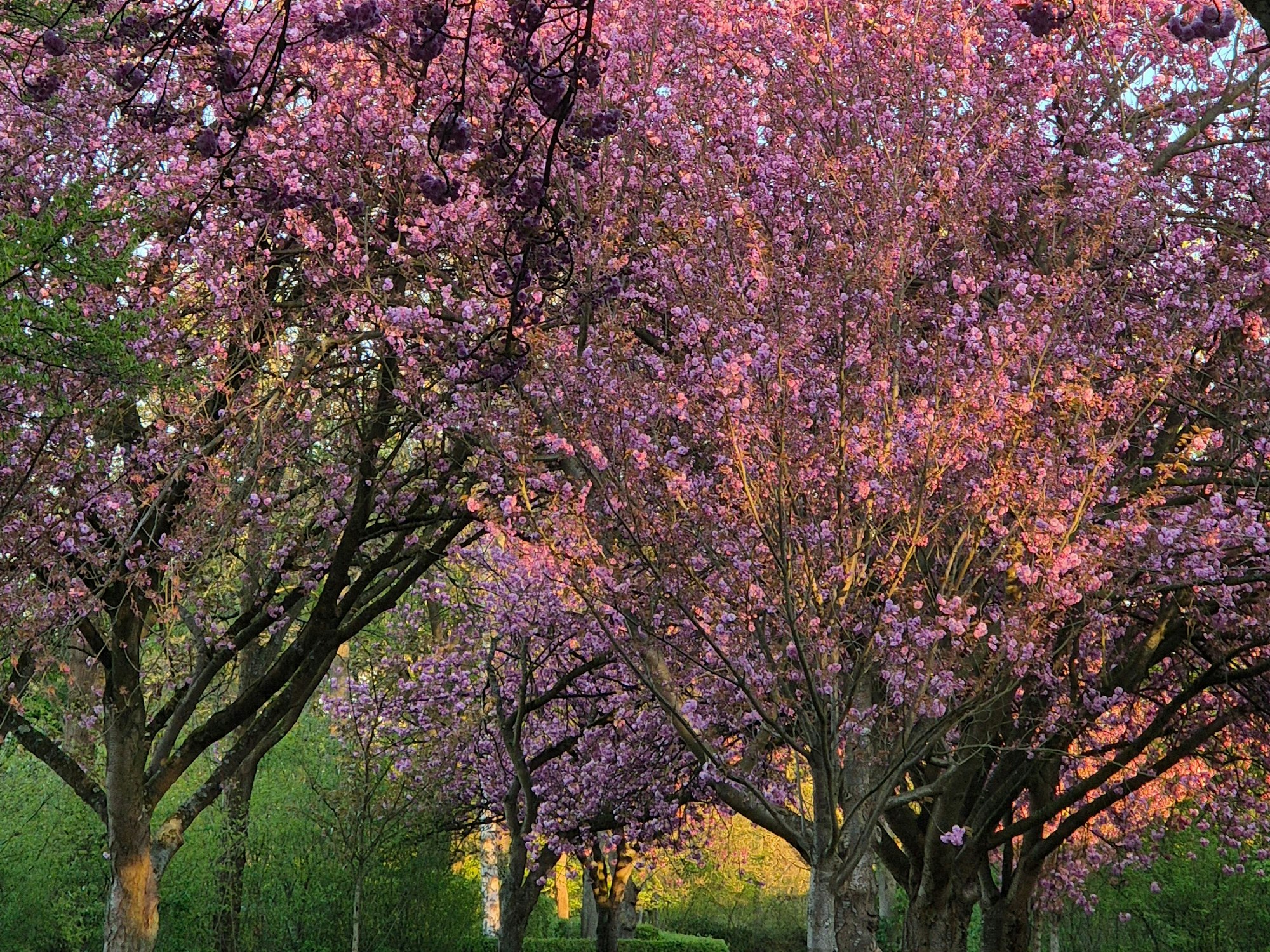 Kirschblüte in Chorweiler am Eingang der Kleingartenanlange.