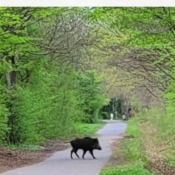Das Foto zeigt ein Wildschwein mitten auf einem Weg im Naherholungsgebiet.