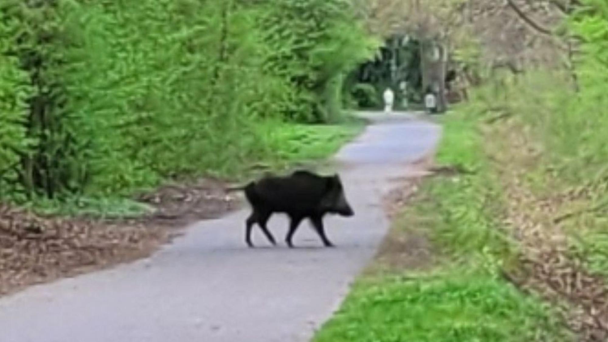 Das Foto zeigt ein Wildschwein mitten auf einem Weg im Naherholungsgebiet.