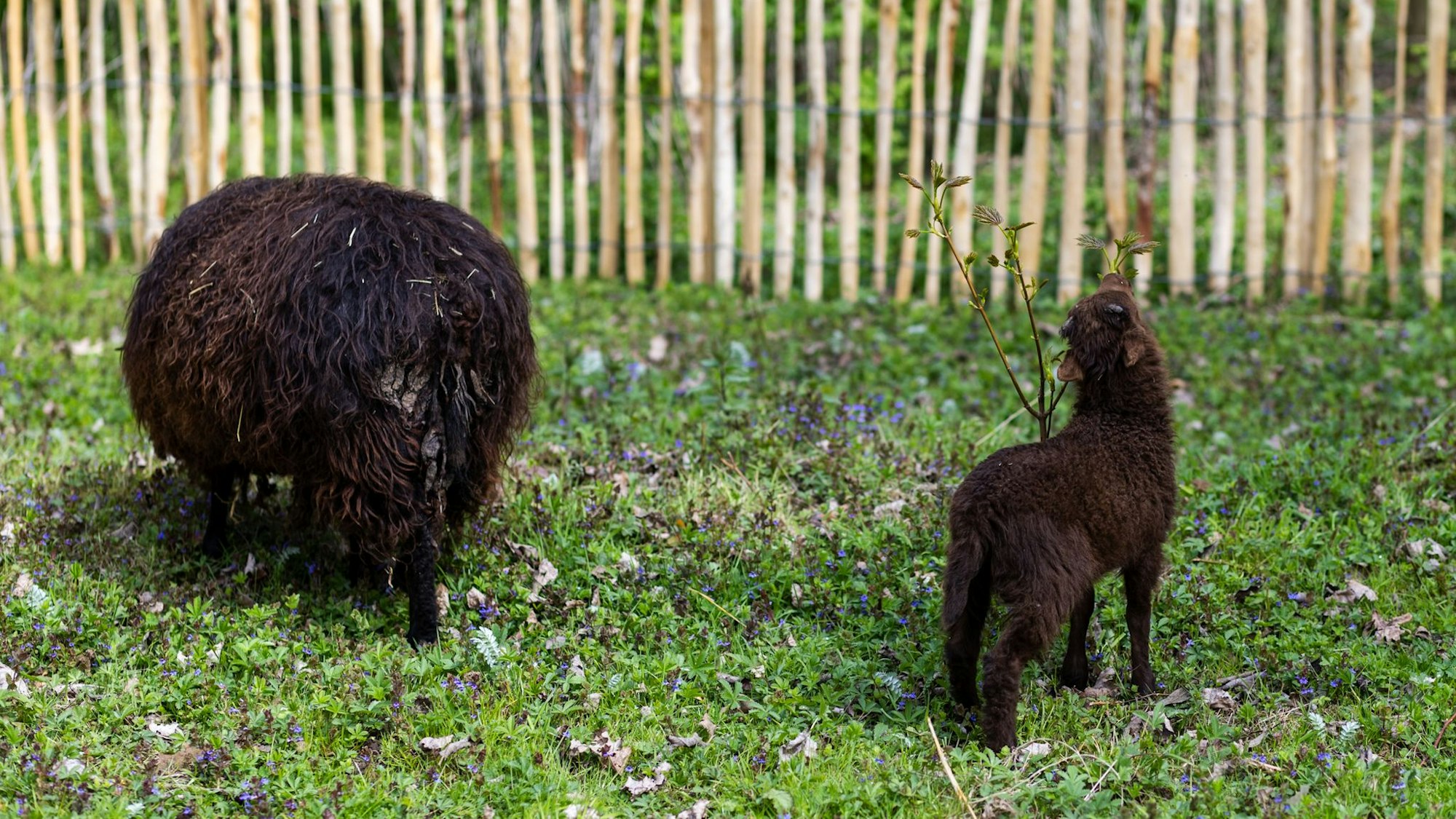 Zwei Schafe grasen auf einer Wiese.