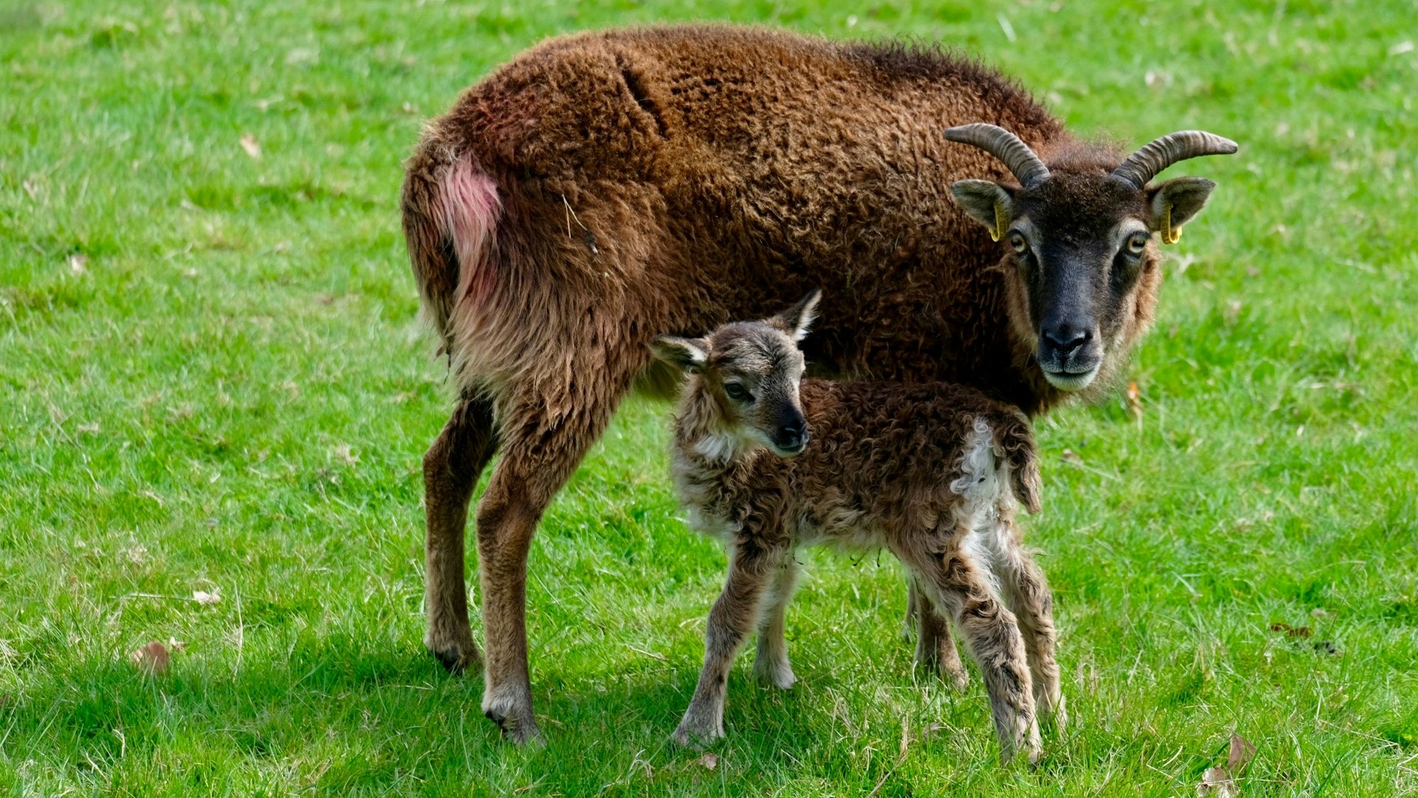 Ein Lamm steht vor seinem Mutterschaf.