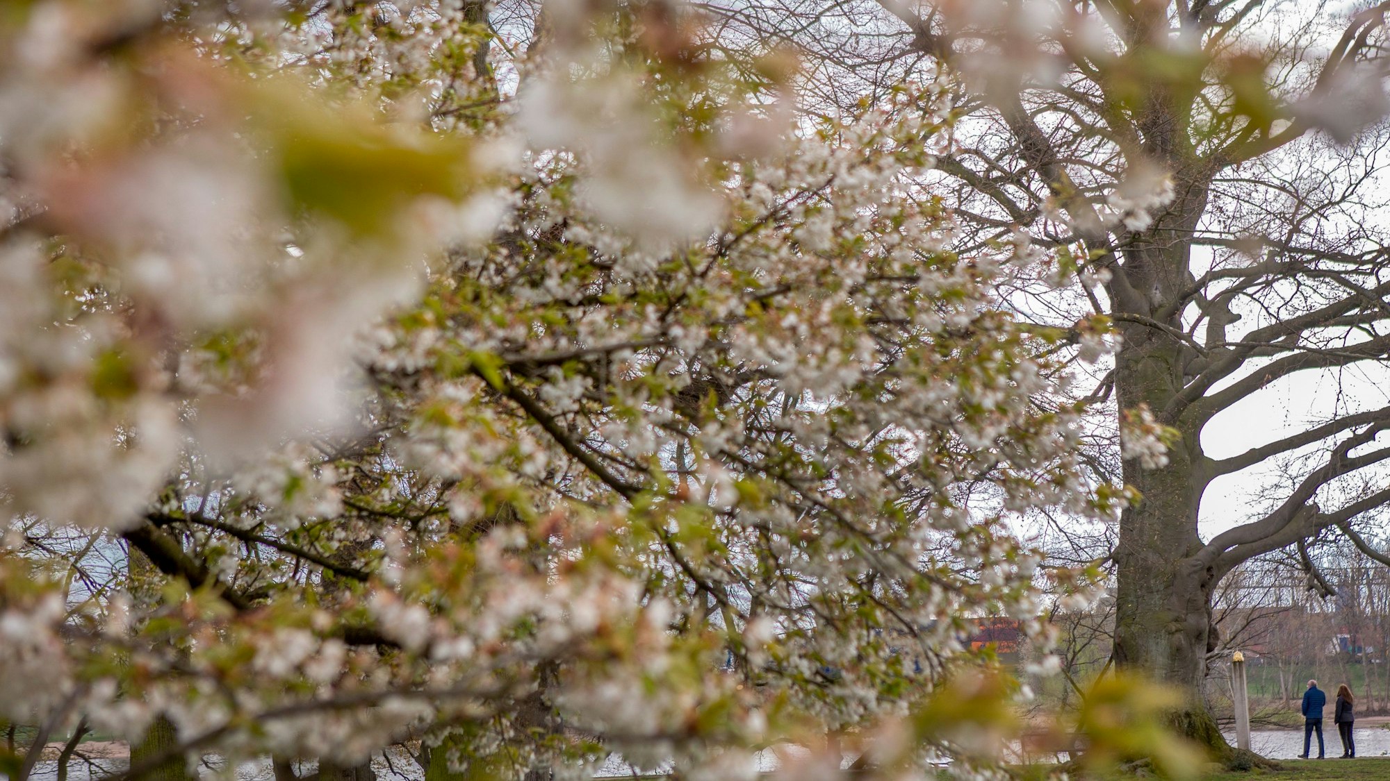 Beim Spaziergang vom Schlosspark in die Flittarder Aue begegnen einem alte Bäume, zarte Blüten und Kunst.