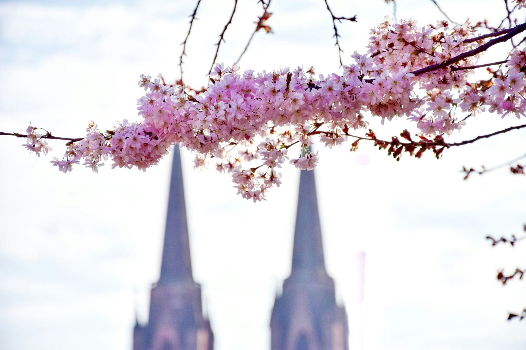 Marburg an der Lahn mit Frühlingsboten vor den Kirchtürmen.