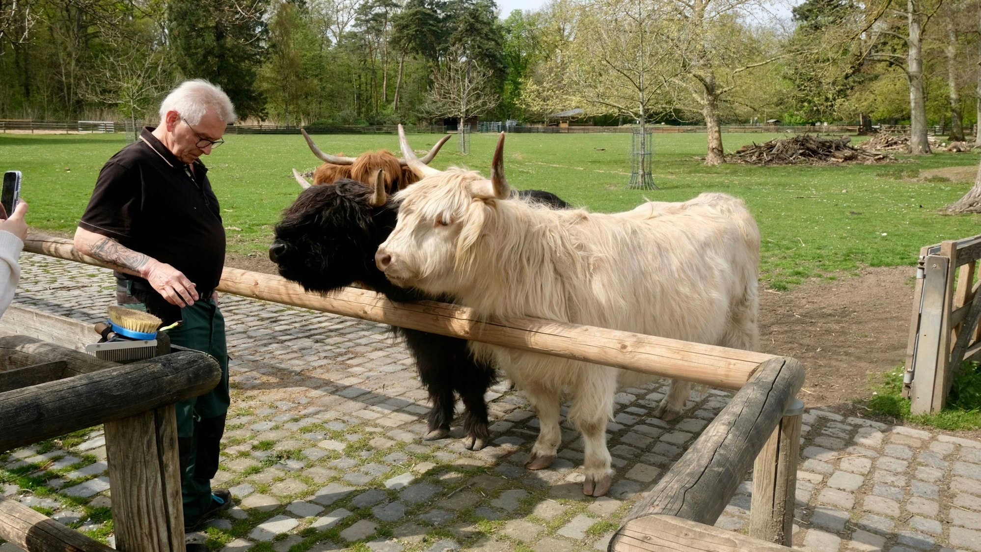 Drei Hochlandrinder in braun, weiß und schwarz schauen über den Zaun ihrer Wiese. Ein Mann gibt ihnen Möhren.