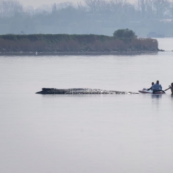 Helfer nähern sich dem Wal. Für den bei Wismar gestrandeten Buckelwal beginnt damit am Donnerstag ein neuer Rettungsversuch. Umgesetzt wird das Konzept von einer privaten Initiative.