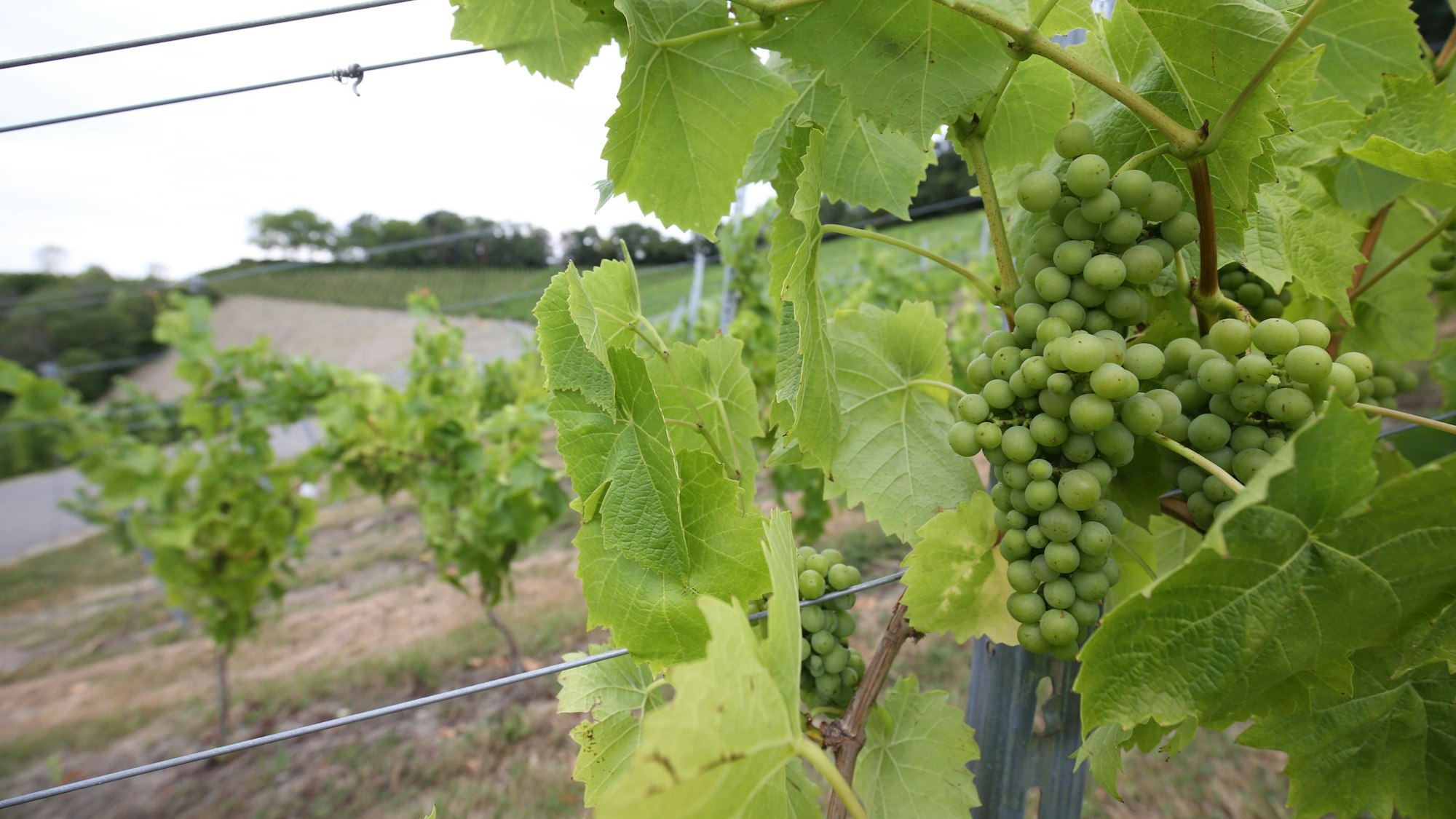 Ein Bild vom Herbst auf den Hängen des Weingutes Blöser im Siebengebirge. Die Trauben und Blätter der Piwi-Sorte Muscaris sind ohne Pilzbefall.